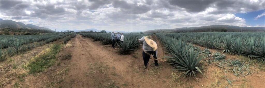Emprendedores rurales: de agricultores de agave a tequileros – AGRO RURAL